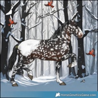 Horse Color:Brown Appaloosa