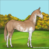 Horse Color:Chestnut Sabino 