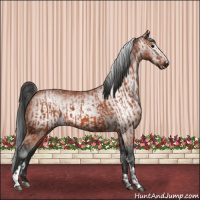 Horse Color:Bay Sabino Rabicano  and Gray Bay Sabino Rabicano 
