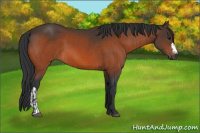 Horse Color:Bay  and Bay 
