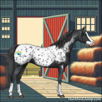 Horse Color:Black Splash Appaloosa 