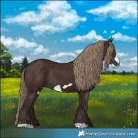 Horse Color:Liver Chestnut Frame Rabicano 