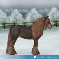 Horse Color:Liver Chestnut Rabicano 