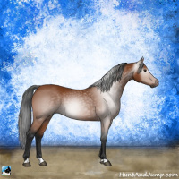 Horse Color:Gray Bay 
