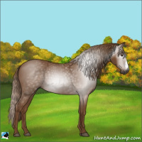 Horse Color:Gray Chestnut 