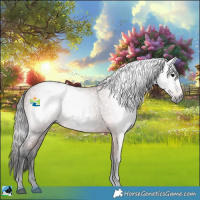 Horse Color:Gray Bay 