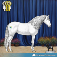 Horse Color:Gray Blue Roan Appaloosa Rabicano 