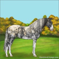 Horse Color:Palomino Roan Splash  and White Spotted Black Splash Tobiano Frame Blanket 