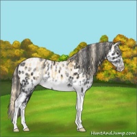 Horse Color:Palomino Roan Splash  and White Spotted Black Splash Tobiano Frame Near Leopard 