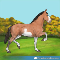 Horse Color:White Spotted Bay Sabino Frame