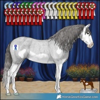 Horse Color:Blue Roan Splash Frame Appaloosa Rabicano 