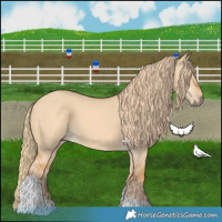 Horse Color:Red Dun Tobiano 