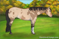 Horse Color:Bay Dun  and Bay Dun 