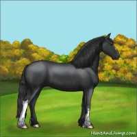 Horse Color:Black 