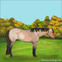 Horse Color:Bay Roan Dun  and Bay Roan Dun 