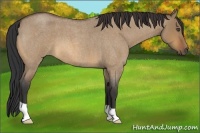 Horse Color:Bay Roan Dun