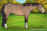 Horse Color:Bay Dun Splash 