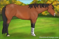 Horse Color:Bay 