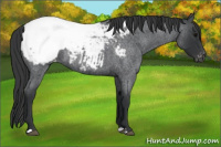 Horse Color:Blue Roan Appaloosa 