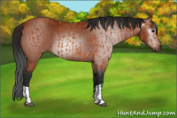 Horse Color:Bay  and Gray Bay 