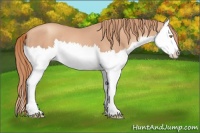 Horse Color:Gold Champagne Splash 