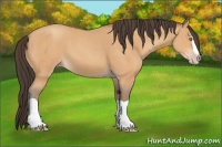 Horse Color:Amber Champagne Splash