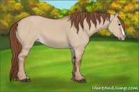 Horse Color:Red Dun Splash 