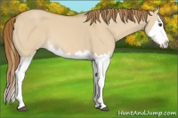 Horse Color:Red Dun Splash 