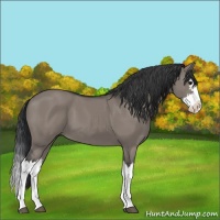 Horse Color:Grullo Splash 