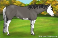 Horse Color:Grullo Splash 