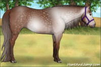 Horse Color:Gray Chestnut 