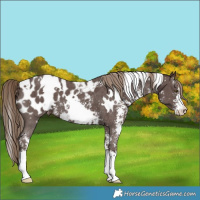 Horse Color:White Spotted Liver Chestnut Sabino Blanket 