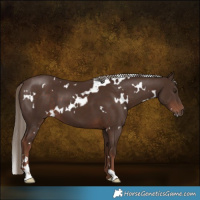 Horse Color:White Spotted Liver Chestnut 