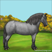 Horse Color:Blue Roan Appaloosa Rabicano 