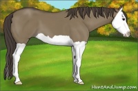 Horse Color:Smoky Grullo Splash 