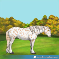 Horse Color:Bay Pearl Appaloosa 