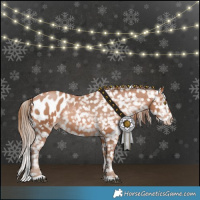 Horse Color:Bay Pearl Appaloosa 