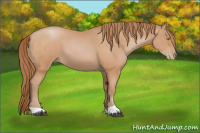Horse Color:Bay Pearl 