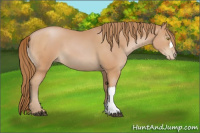 Horse Color:Bay Pearl 