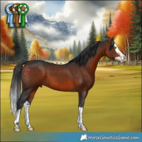 Horse Color:Brown Splash