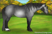 Horse Color:Gray Black Appaloosa 