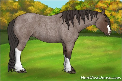 Horse Color:Bay Roan 