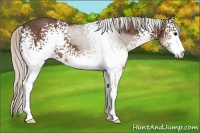 Horse Color:White Spotted Silver Black Sabino 