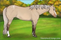Horse Color:Silver Bay Dun Sabino Appaloosa 