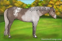 Horse Color:White Spotted Silver Black Sabino 