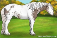 Horse Color:White Spotted Silver Black Tobiano 