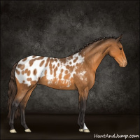 Horse Color:Buckskin Roan Appaloosa 