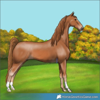 Horse Color:Chestnut 