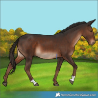 Horse Color:Liver Chestnut 