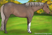 Horse Color:Silver Blue Roan 